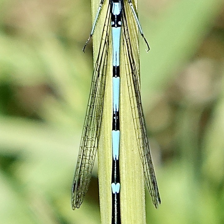 variable